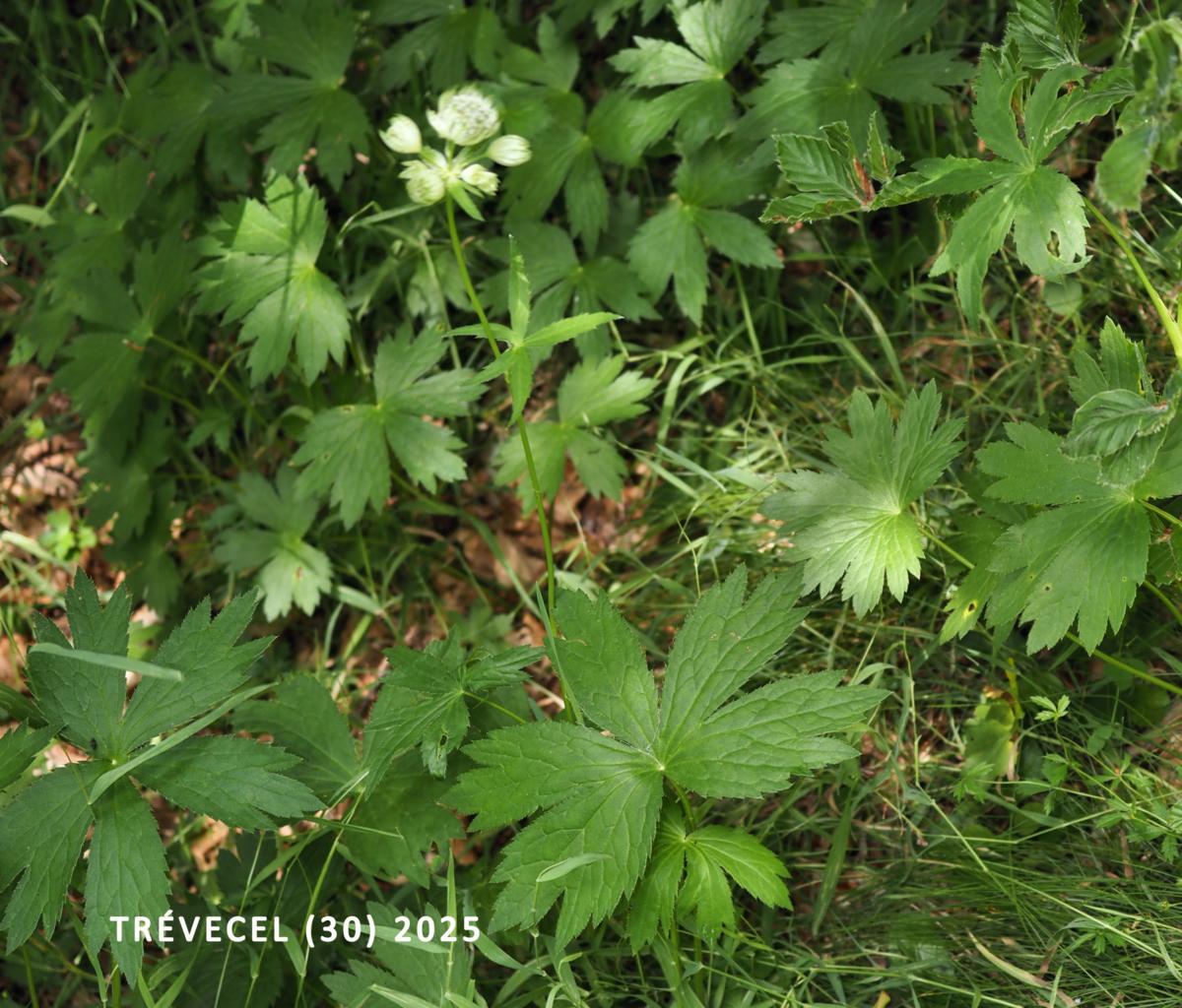 Astrantia plant